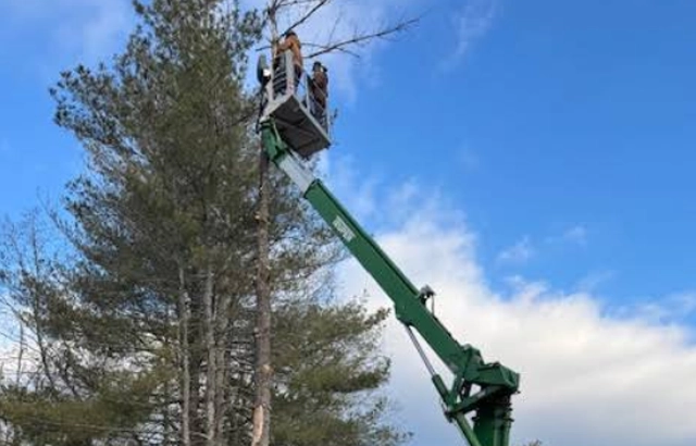Expert Tree Trimming & Pruning in Cave Springs, VA