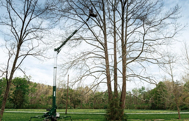 Professional Tree Trimming and Pruning in Daleville, VA