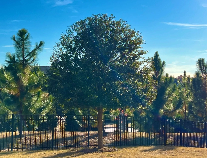 Top-Tier Tree Services