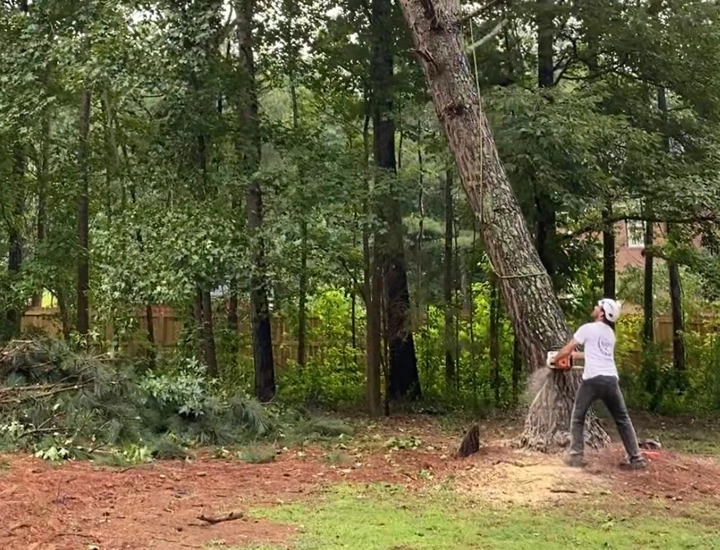 Tree Removal Services