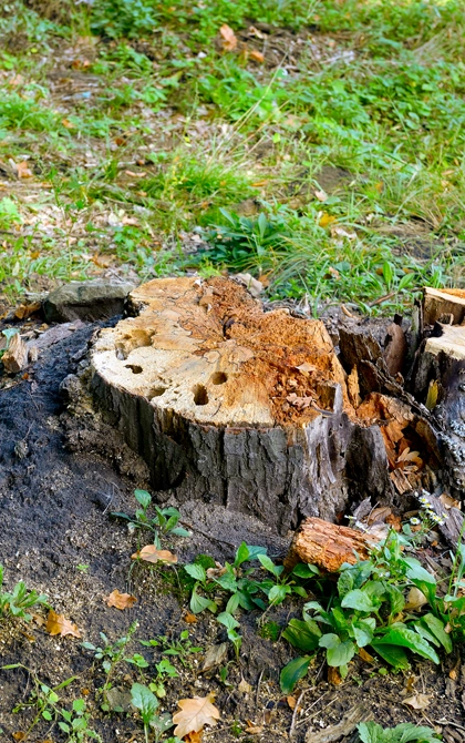 Stump Grinding
