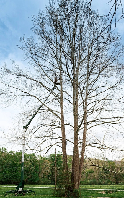 Tree Trimming & Pruning