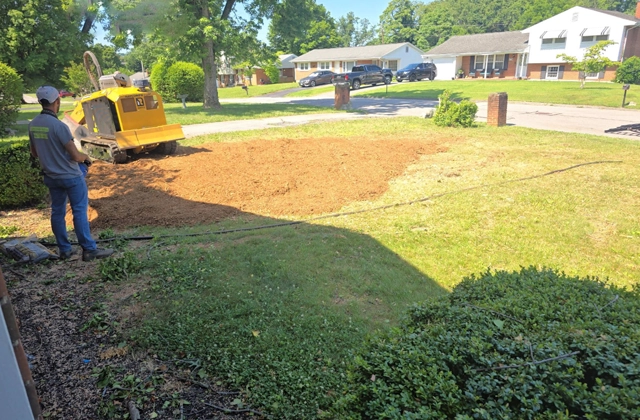 Stump Grinding