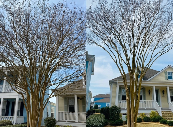 Tree Trimming & Pruning