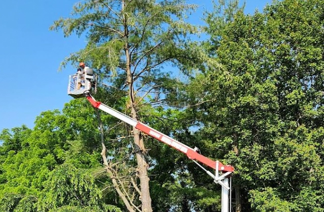 Tree Trimming & Pruning