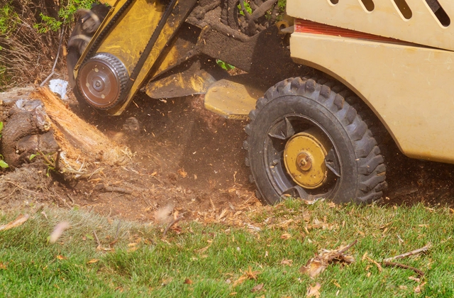 Stump Grinding